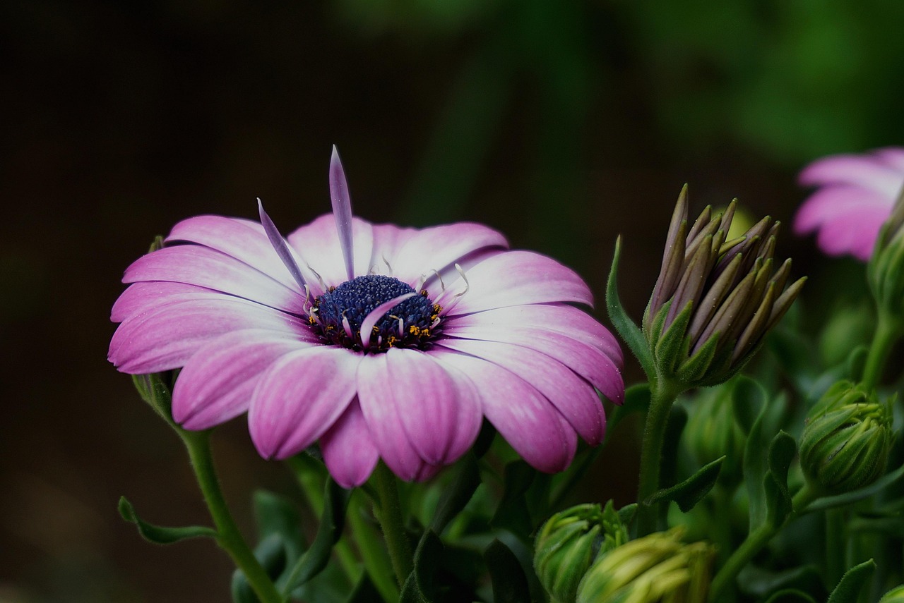 United States Botanic Garden