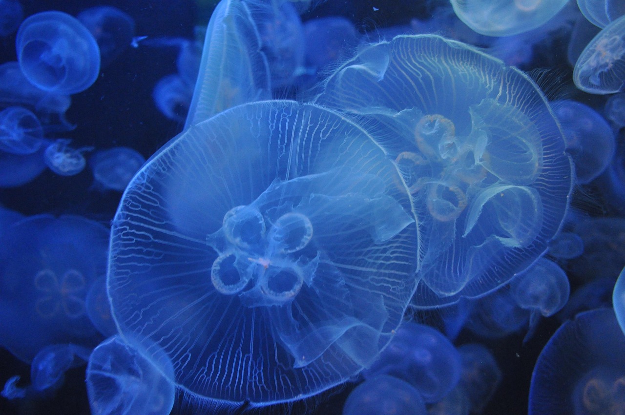 Seattle Aquarium