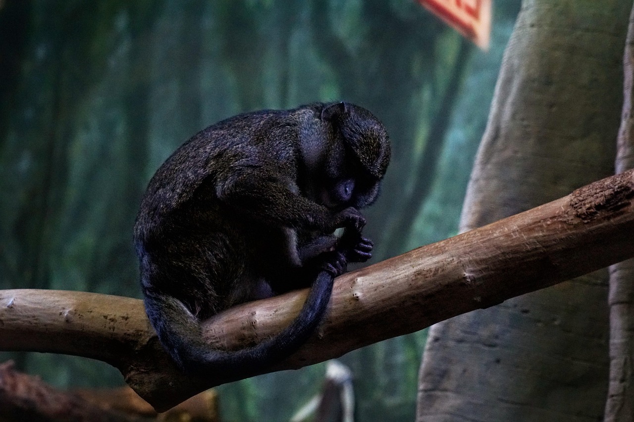 Lincoln Park Zoo
