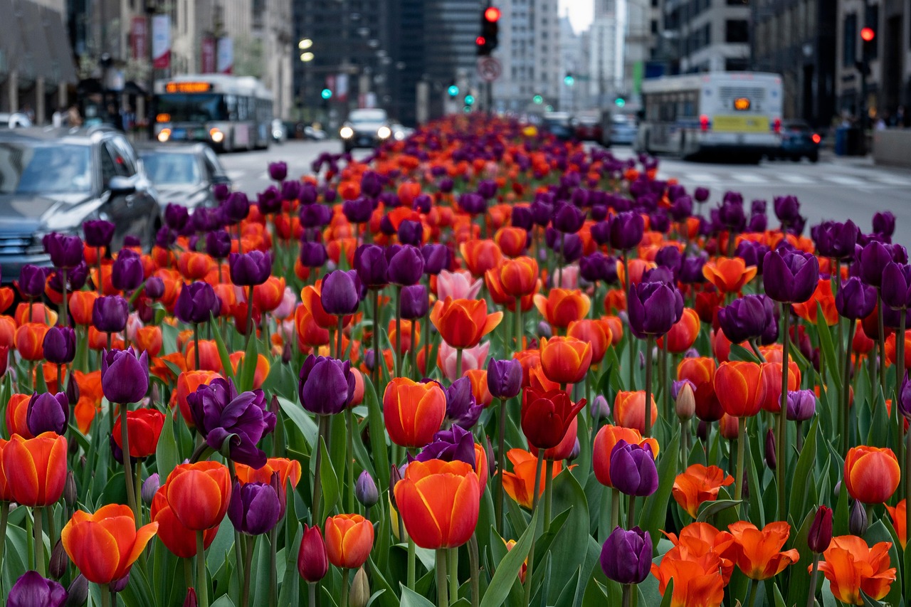The Magnificent Mile