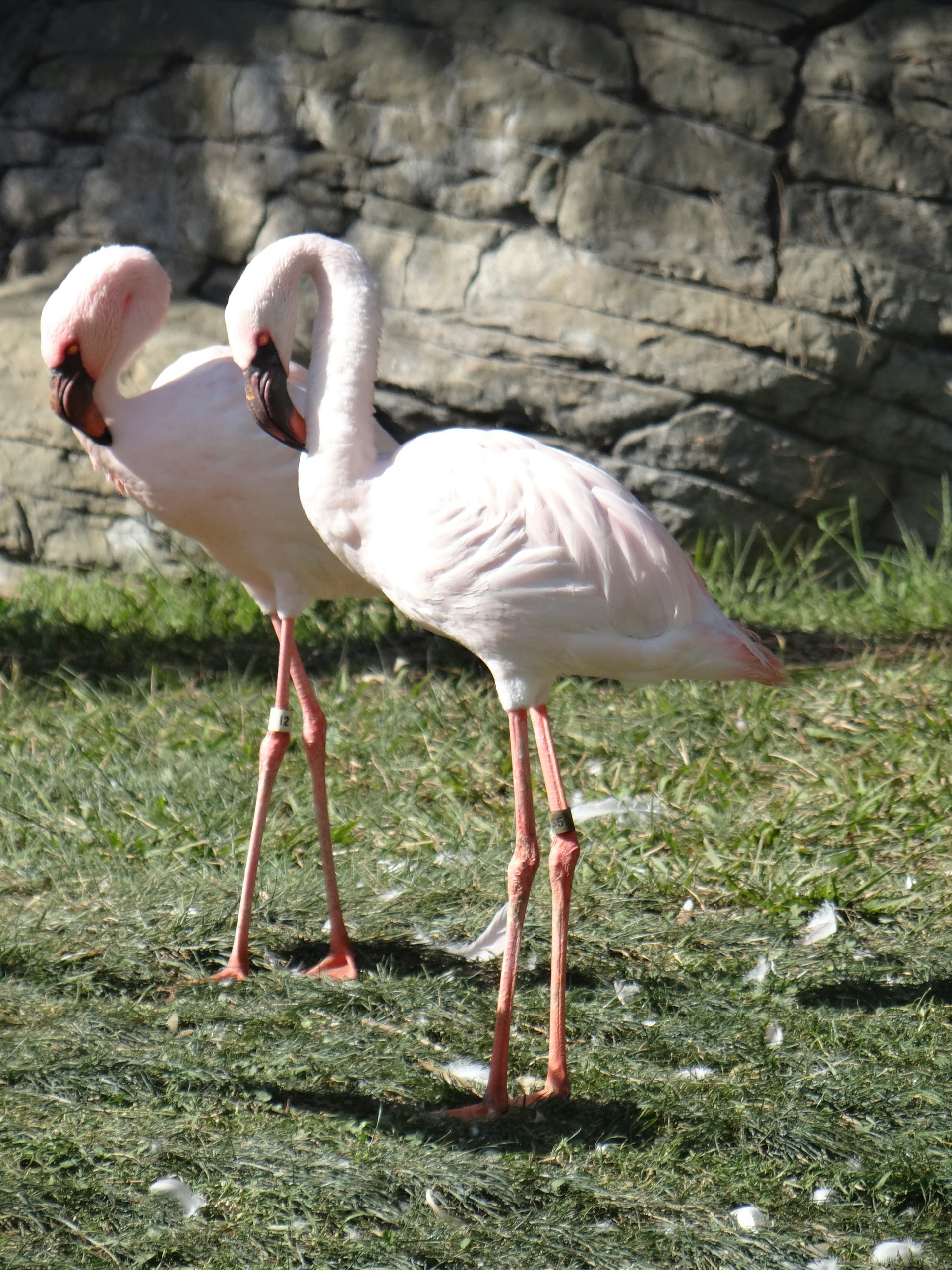 Oakland Zoo