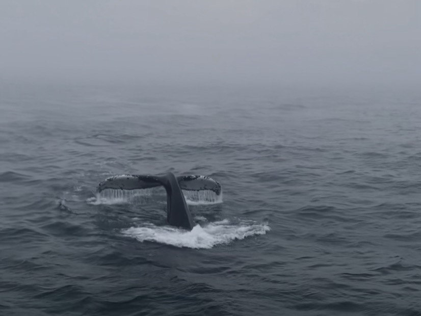 Whale Watching with Colleagues